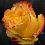 High & Yellow Flame Roses d'Equateur Ethiflora